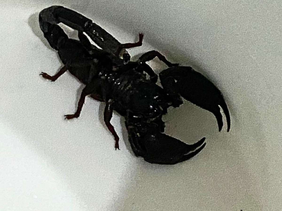Indian Black Scorpion