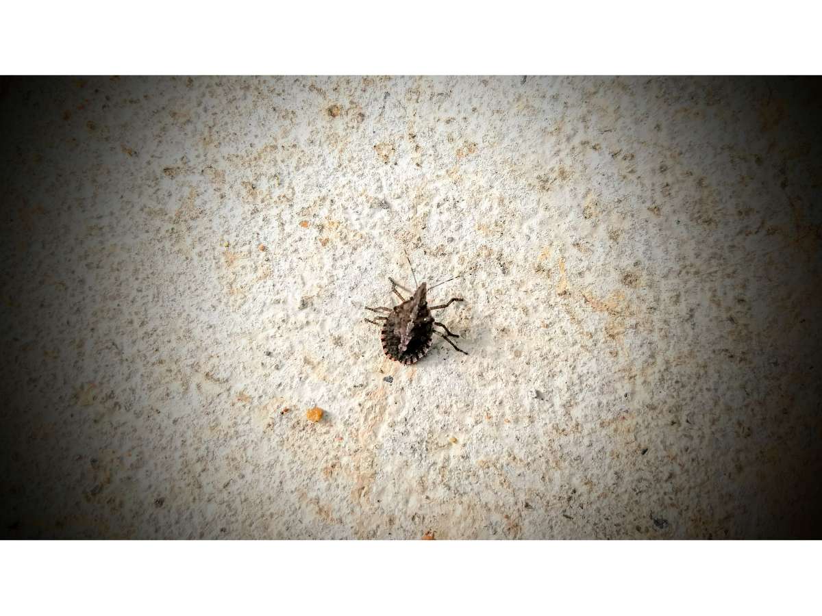 Brown Marmorated Stink Bug