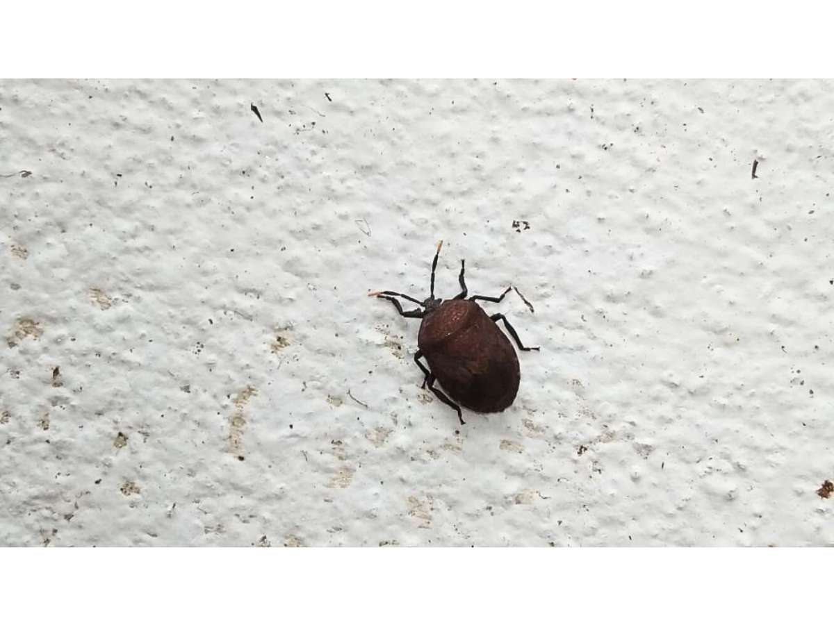 Brown Stink Bug