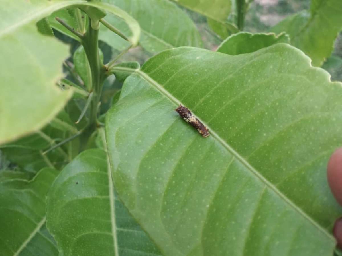 Lime Butterfly