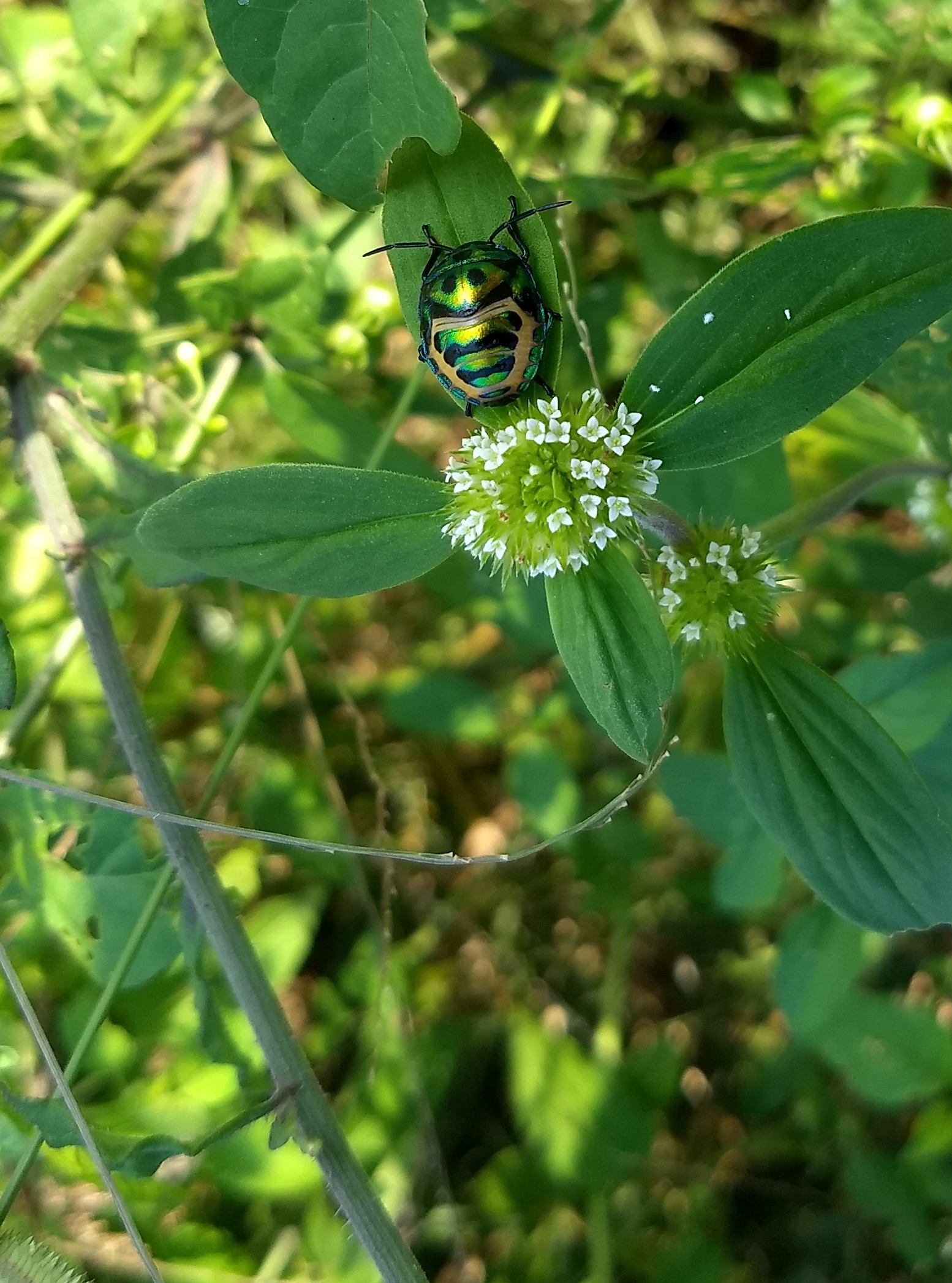 Lychee Shield Bug