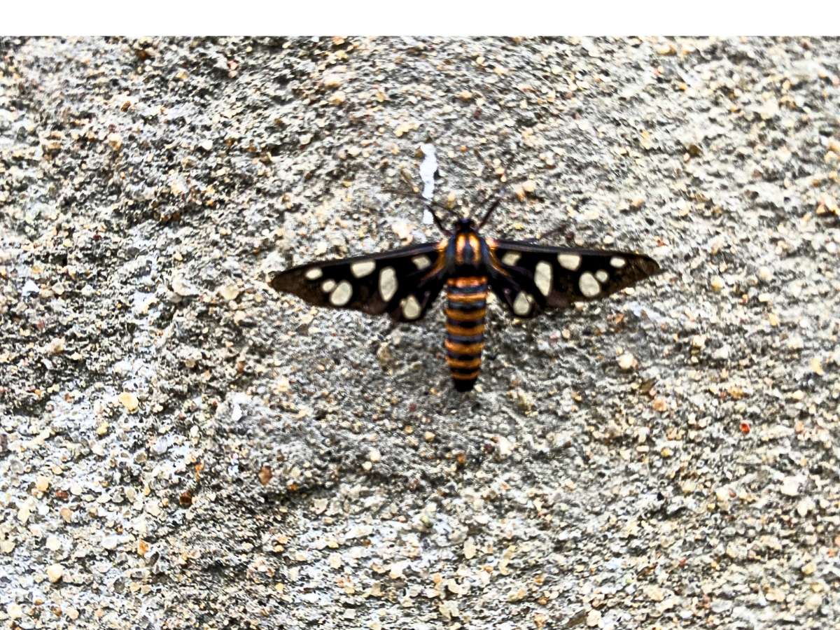 Sandalwood Defoliator Moth