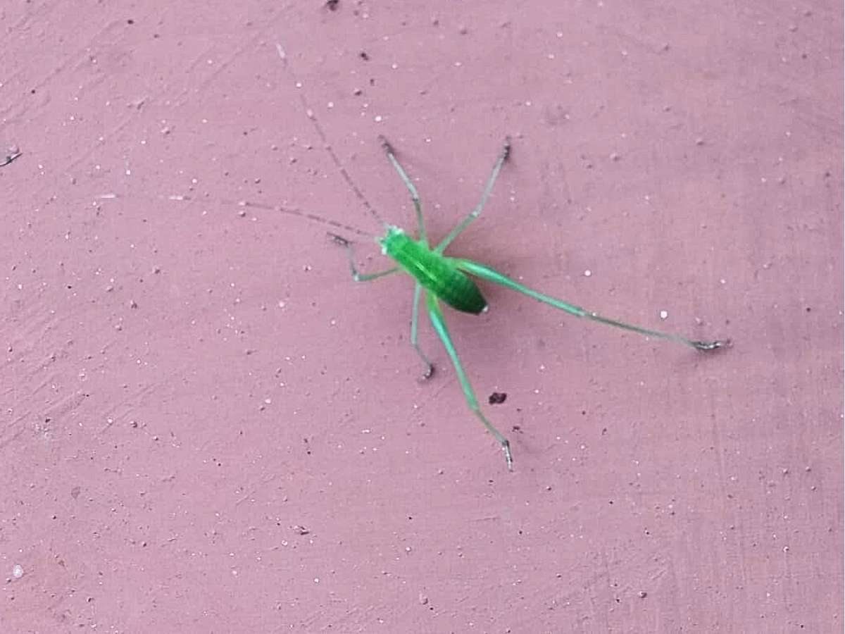 Speckled Bush Cricket