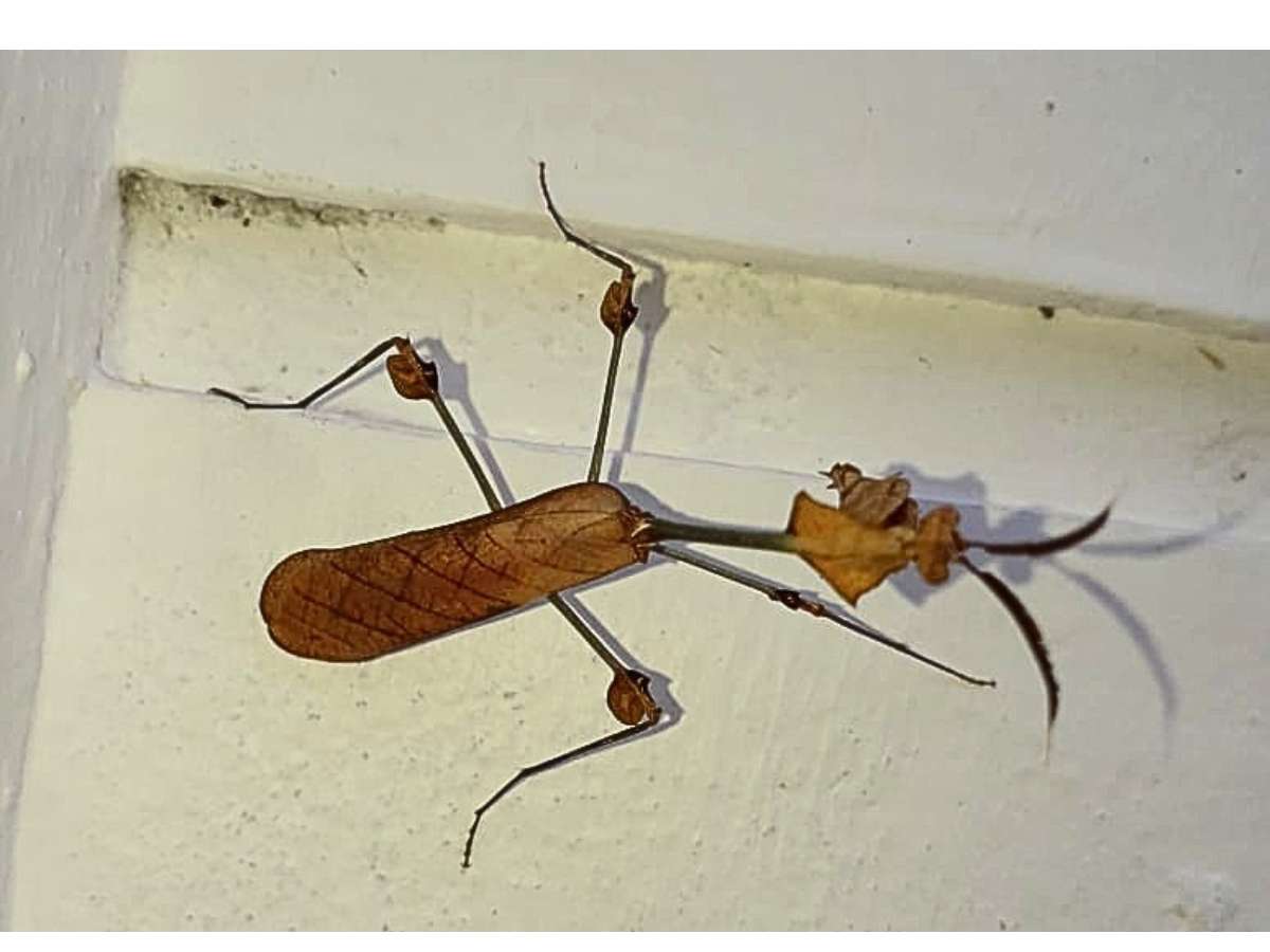Wandering Violin Mantis
