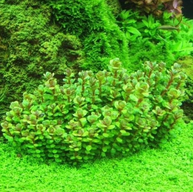 Ammannia sp. Bonsai