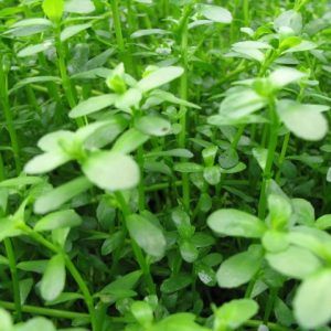 Bacopa monnieri