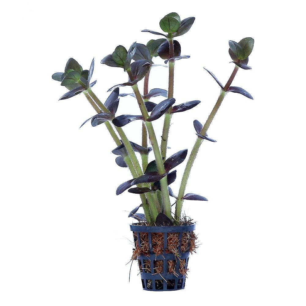 Bacopa Salzmannii Purple