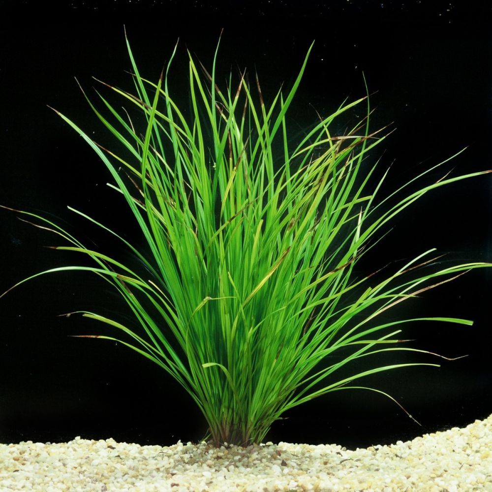 Cyperus Helferi