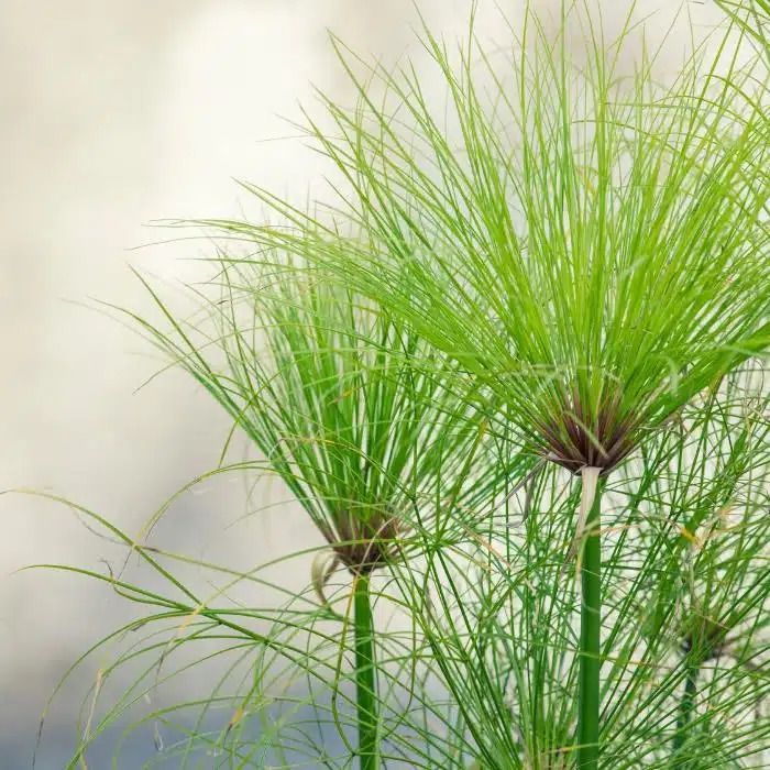 Cyperus papyrus