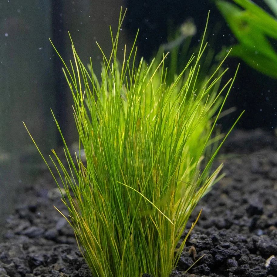 Dwarf Hairgrass