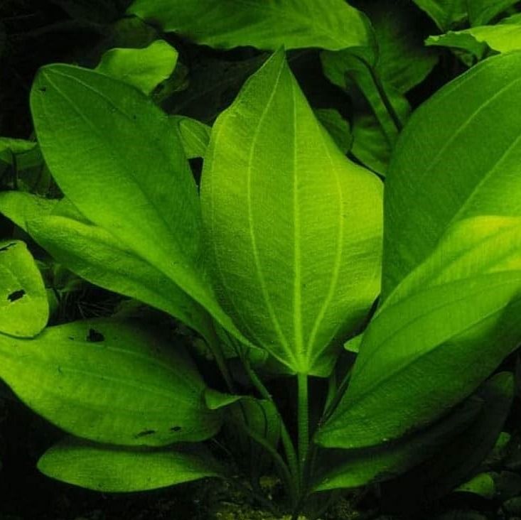 Echinodorus Cordifolius Marble Queen