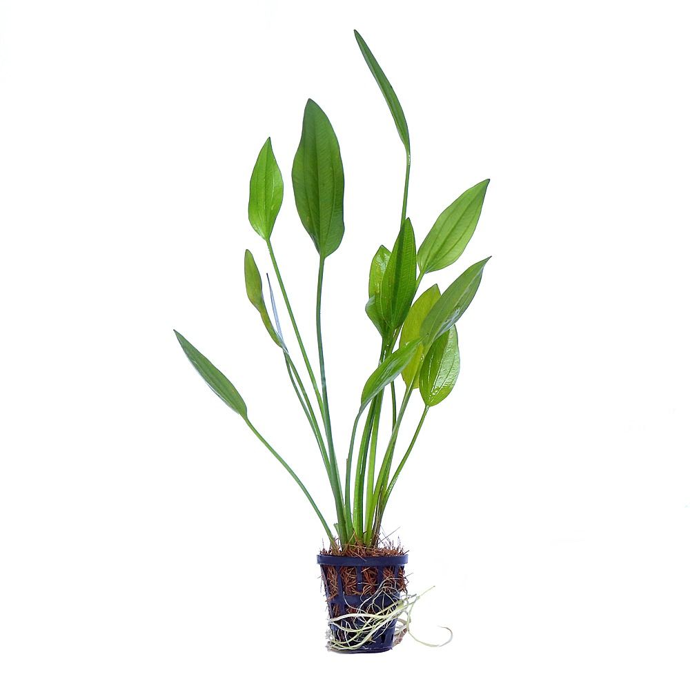 Echinodorus Muricatus Green