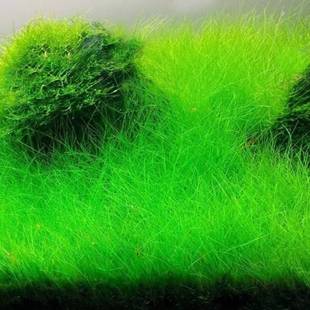 Eleocharis parvula Japanese