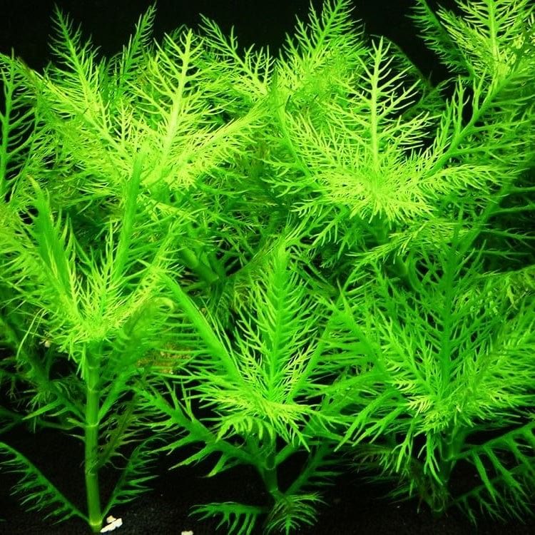 Hygrophila balsamica