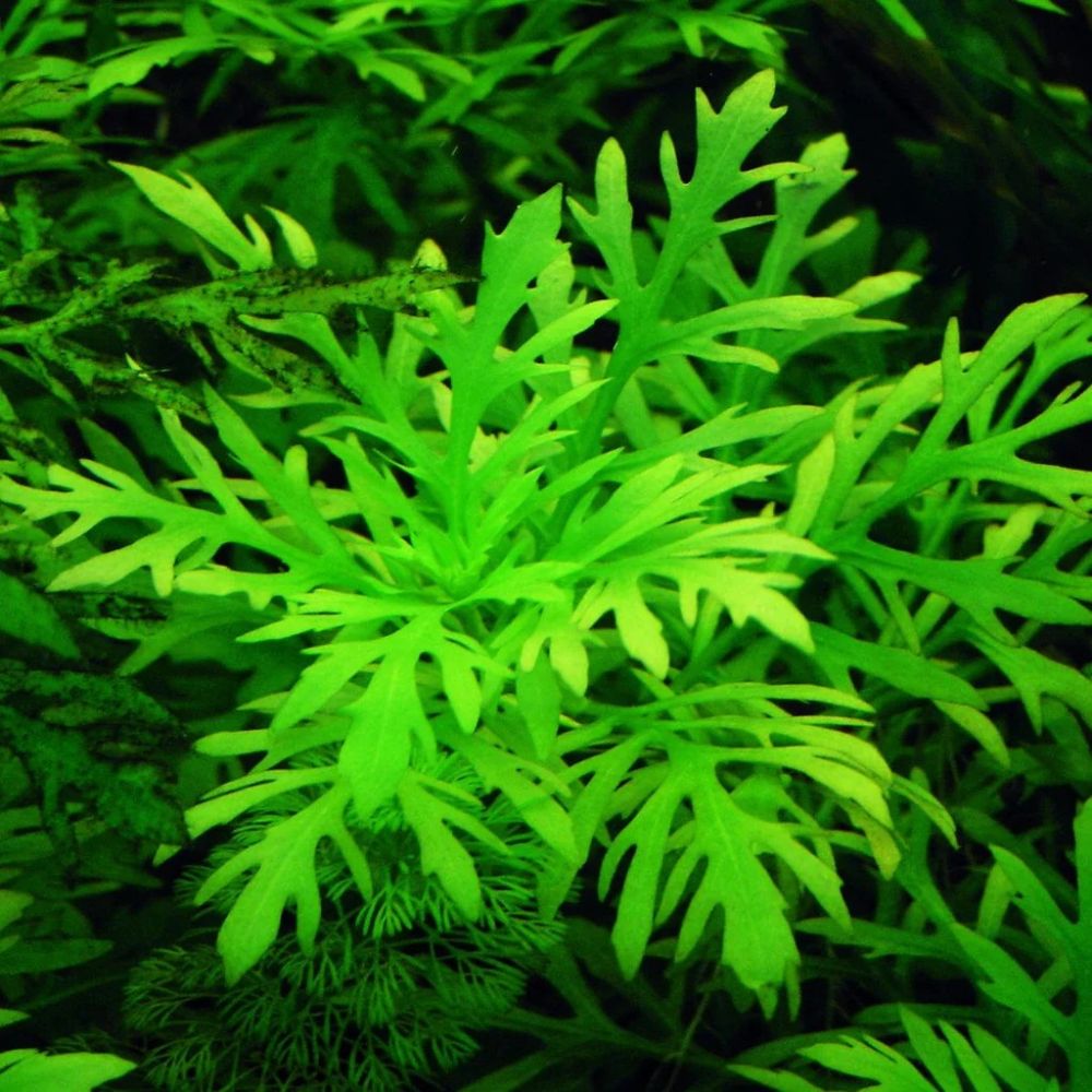 Hygrophila difformis