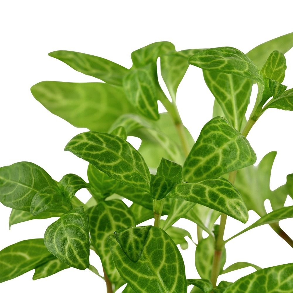 Hygrophila polysperma Rosanervig
