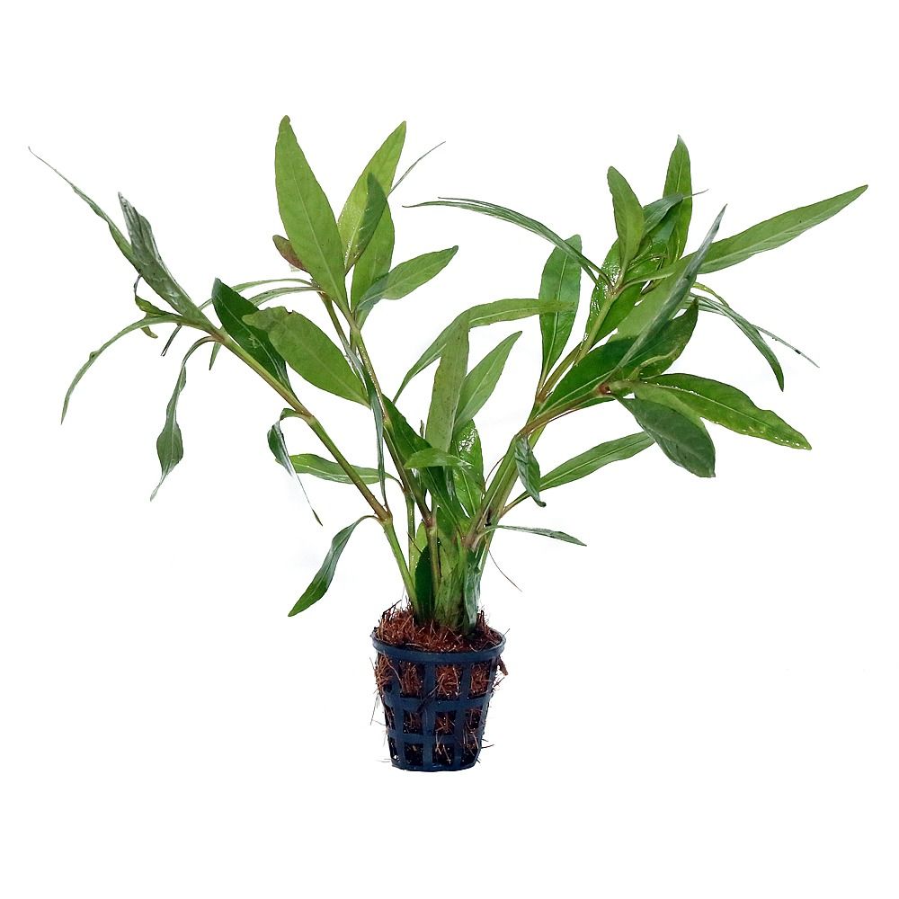 Hygrophila Quadrivalvis Needle Leaf