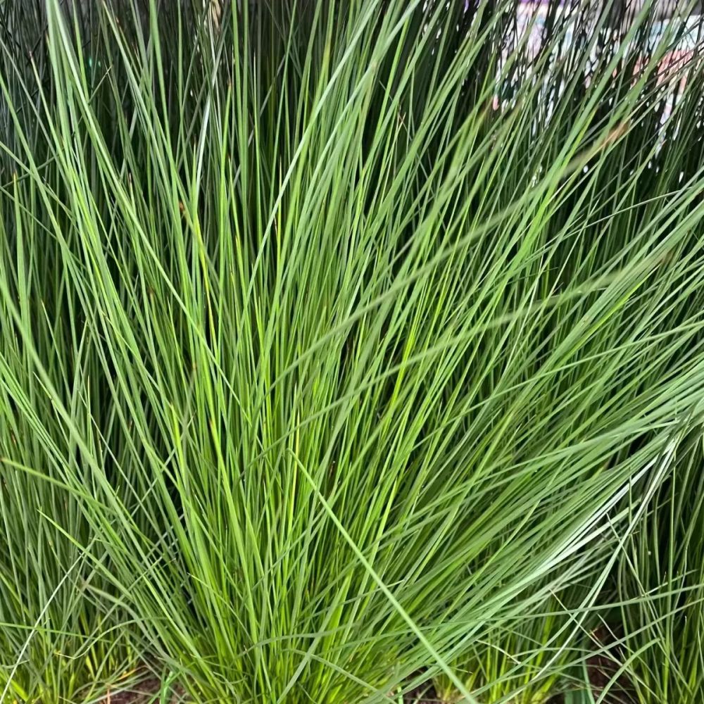 Juncus effusus Pencil Grass