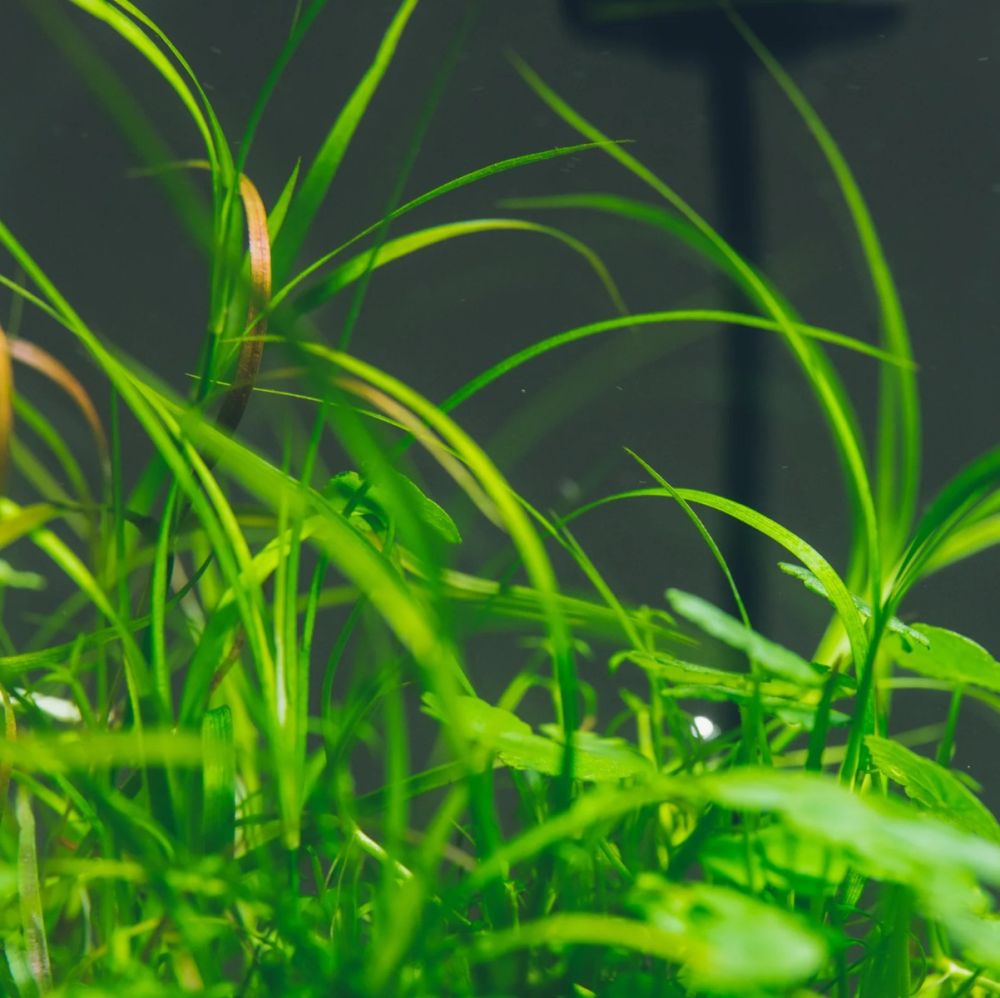 Juncus repens