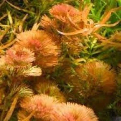 Limnophila aquatica Giant Red