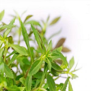 Limnophila hippuridoides