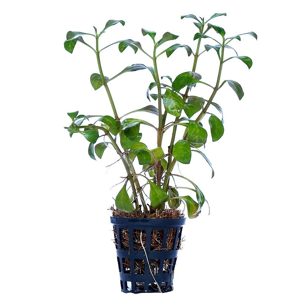 Ludwigia Atlantis Dark Orange