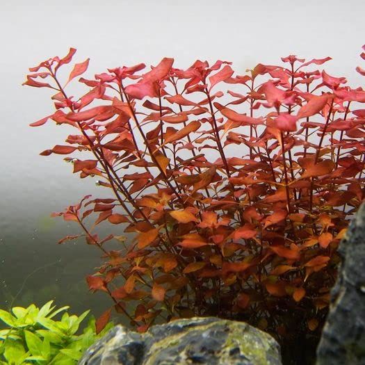 Ludwigia palustris Hi Red