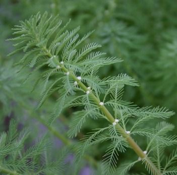Myriophyllum Aquaticum