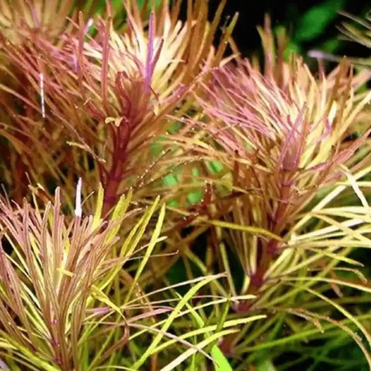 Pogostemon stellatus Dassen