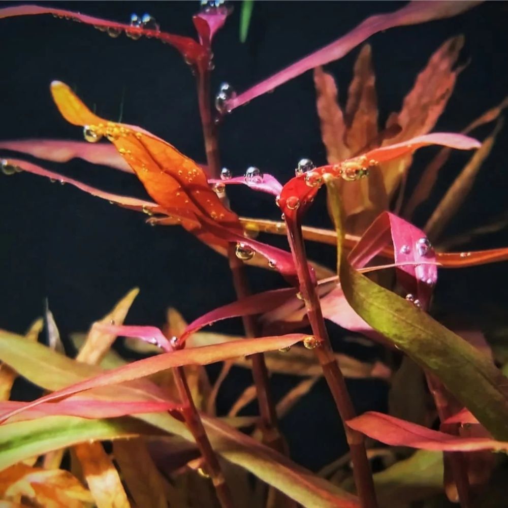 Polygonum sp. Pink