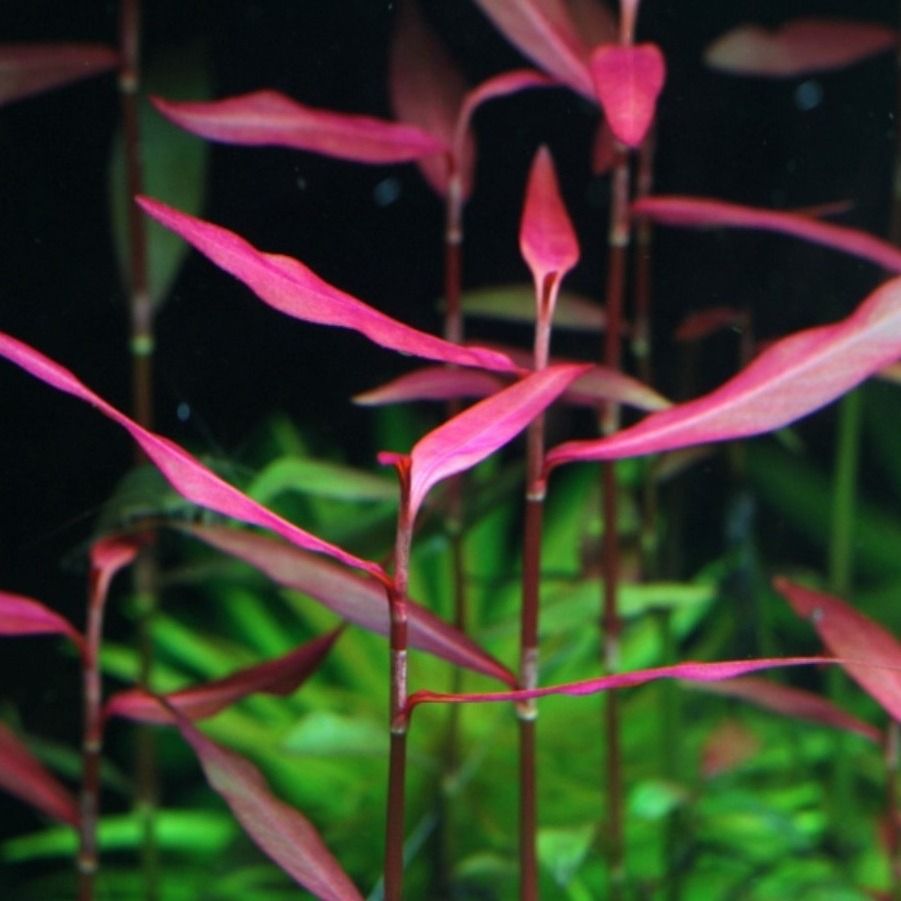 Polygonum sp. Sao Paulo