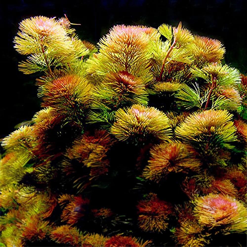 Red Cabomba
