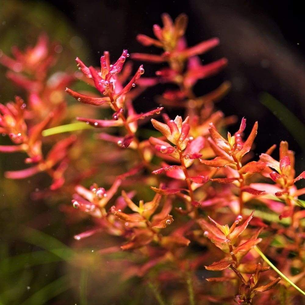 Rotala Macrandra Mini Butterfly