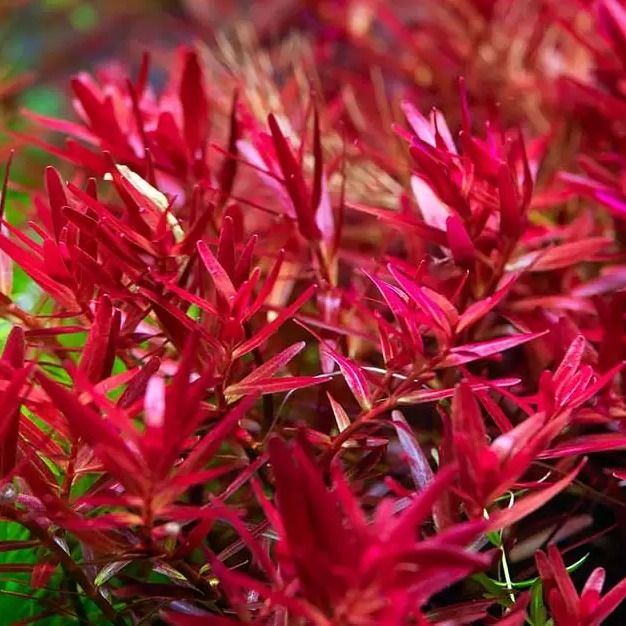 Rotala Rotundifolia Hi Red