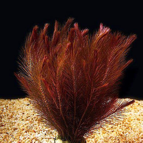 Rotala Wallichii Mexicana