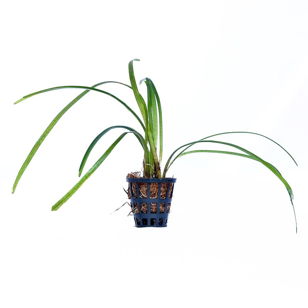 Sagittaria sp. Narrow Leaf