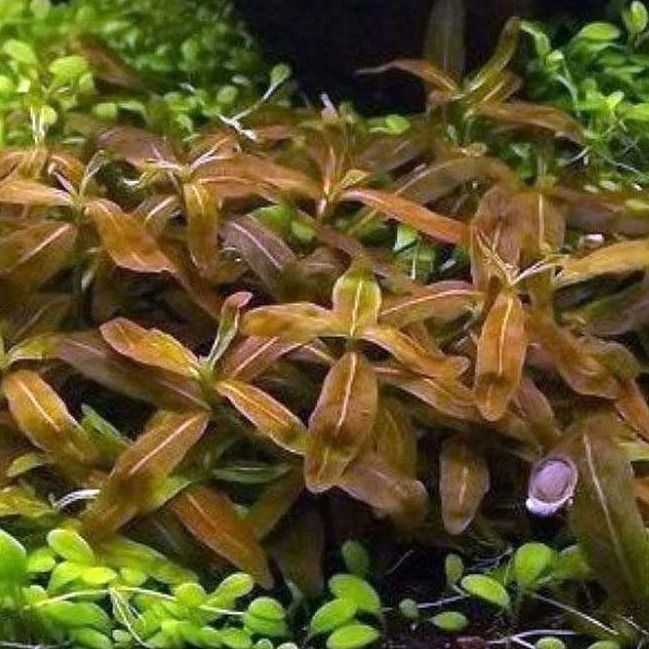 Staurogyne sp. Brown