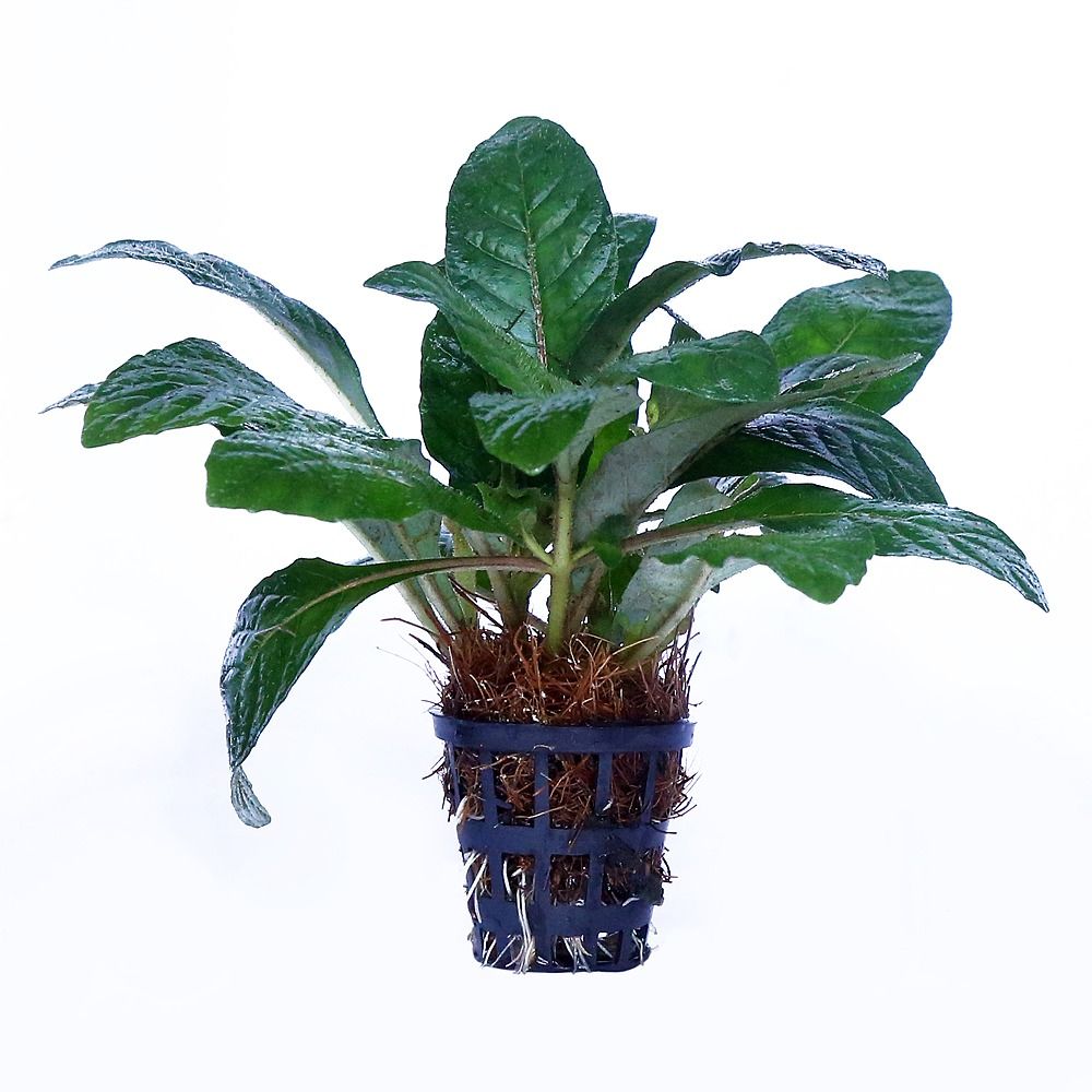Staurogyne spatulata