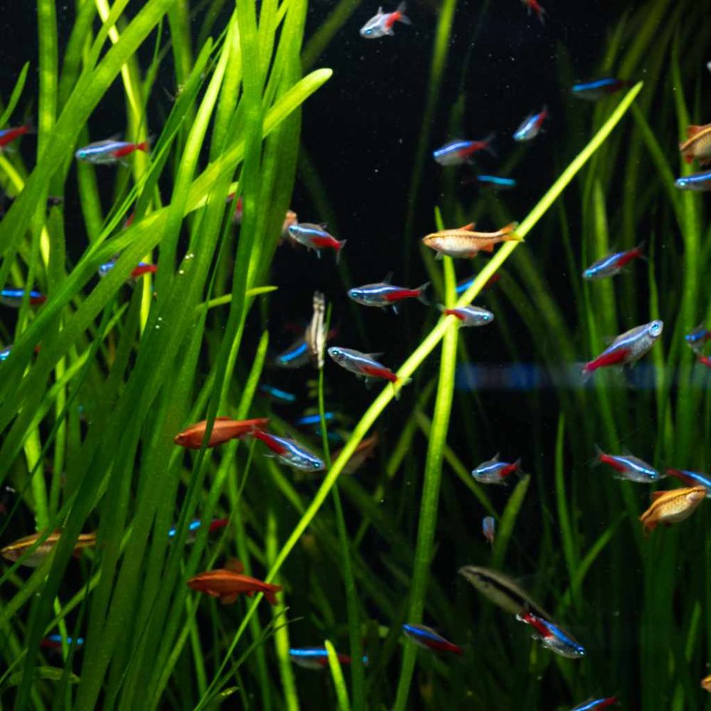 Vallisneria nana