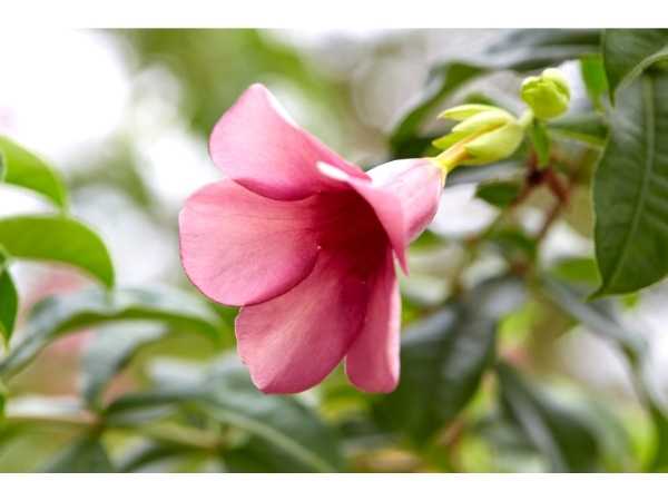 Allamanda - Purple