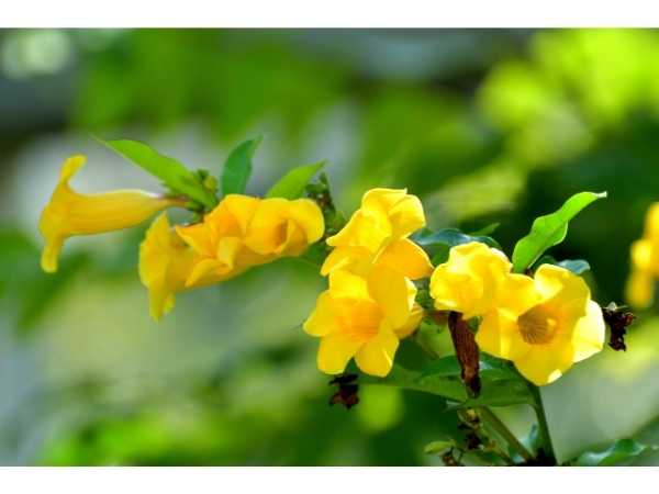 Allamanda - Yellow