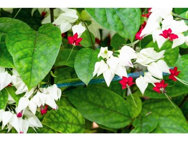 Bleeding Heart
