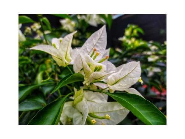 Bougainvillea - White