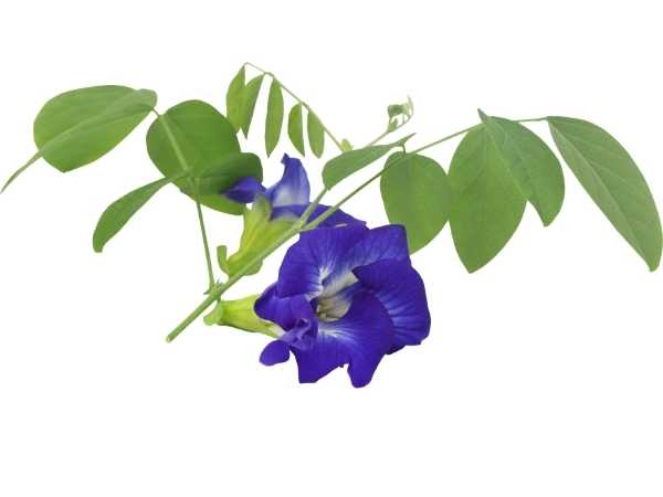 Butterfly Pea Flower