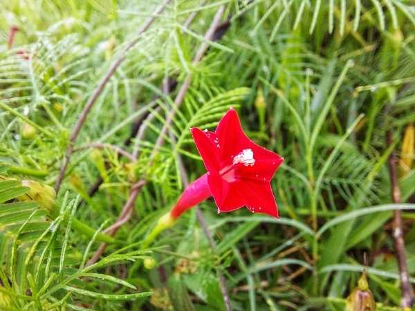 Cypress Vine