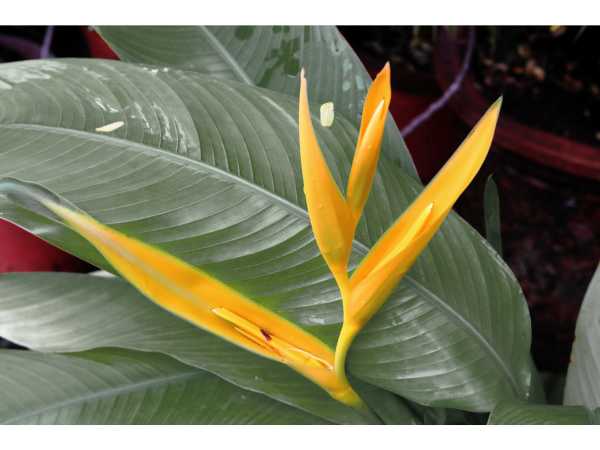 Heliconia - Golden Torch