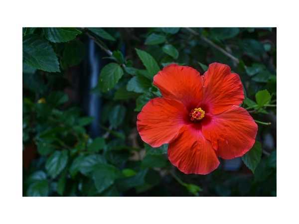 Hibiscus - Red