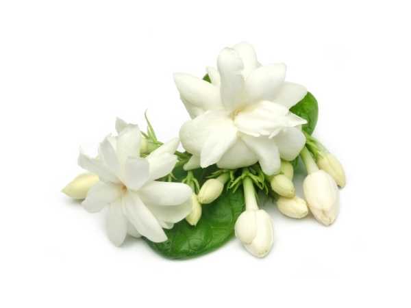Jasmine