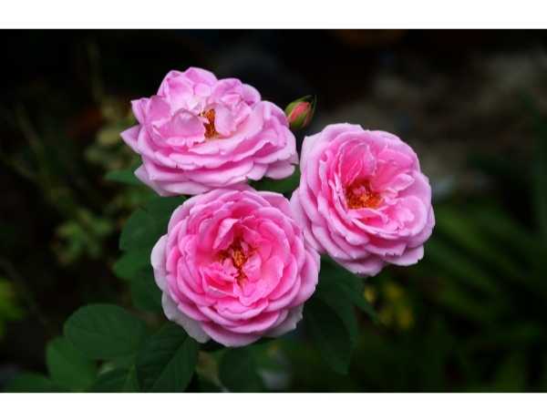 Paneer Rose