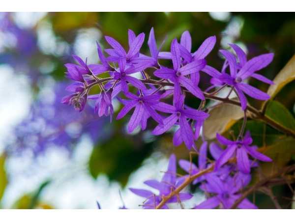 Petrea Creeper